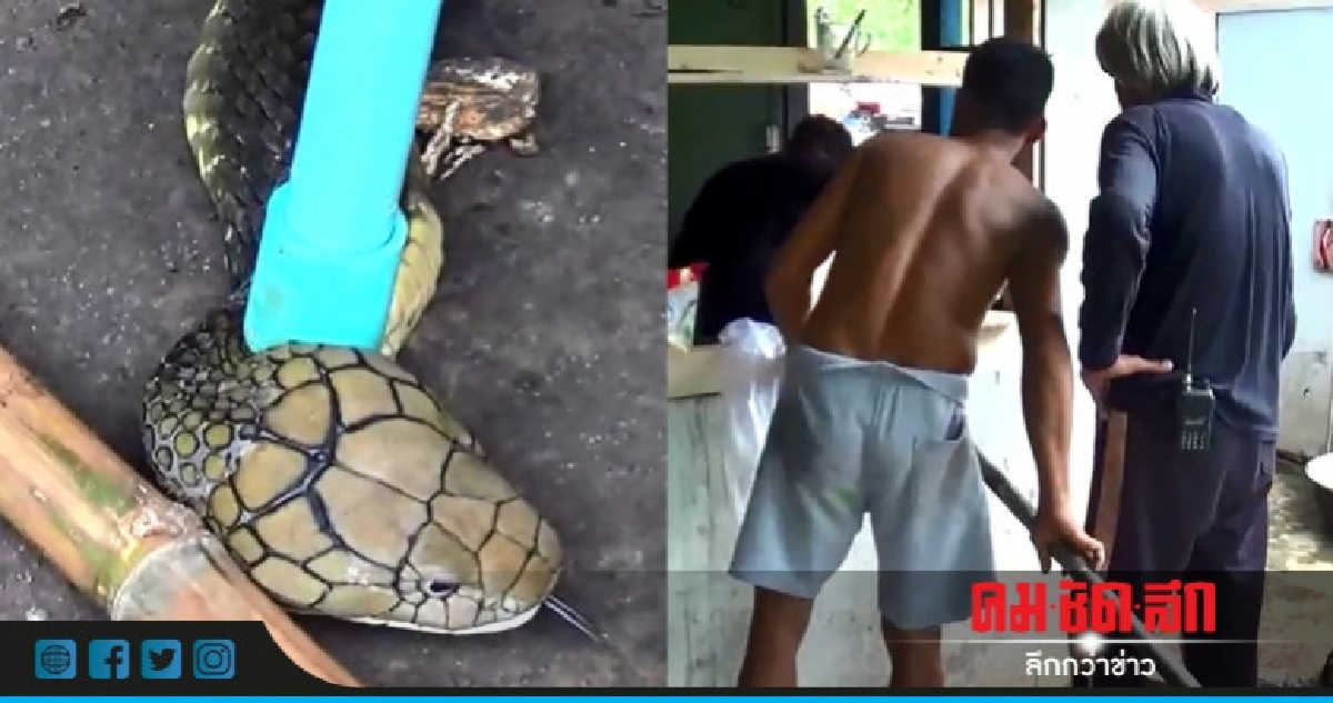 ผวา !! จงอางยาว 5 เมตรบุกบ้าน ผวา !! จงอางยาว 5 เมตรบุกบ้าน