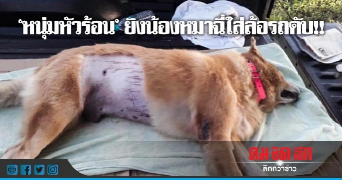 'หนุ่มหัวร้อน'ยิงสุนัขฉี่ใส่ล้อรถดับ!! 'หนุ่มหัวร้อน'ยิงสุนัขฉี่ใส่ล้อรถดับ!!
