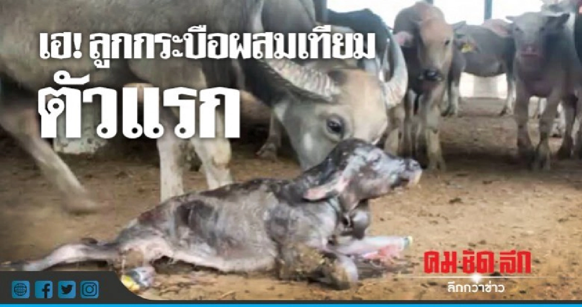 กรมปศุสัตว์ เจ๋ง! ลูกกระบือผสมเทียมตัวแรก
