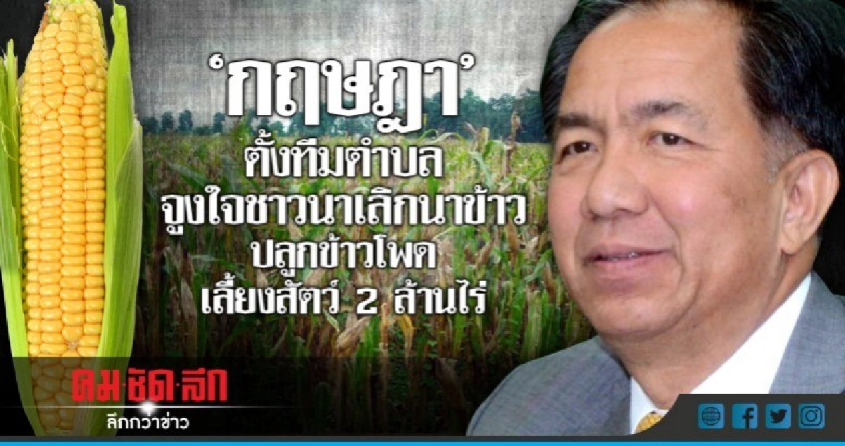  ตั้งทีมตำบลจูงใจชาวนาปลูกข้าวโพดเลี้ยงสัตว์ 2 ล้านไร่