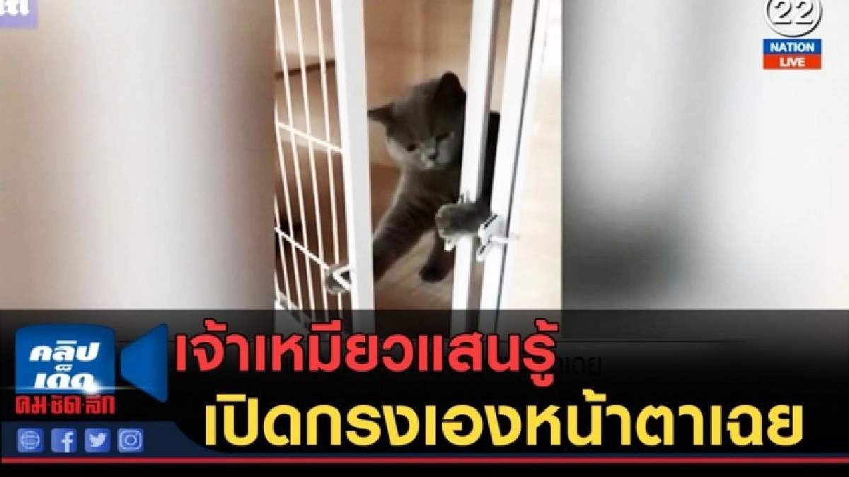 (คลิปข่าว) เจ้าเหมียวแสนรู้ เปิดกรงเองหน้าตาเฉย (คลิปข่าว) เจ้าเหมียวแสนรู้ เปิดกรงเองหน้าตาเฉย