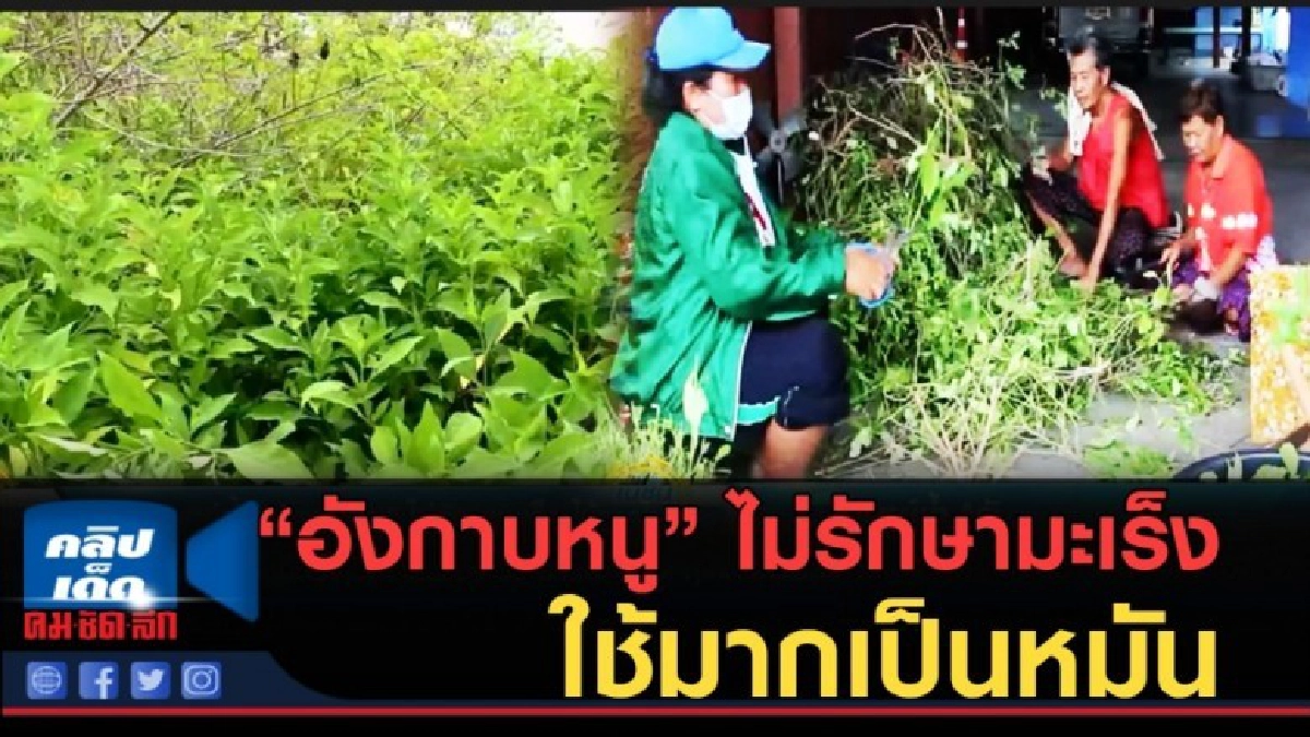 (คลิปข่าว) ย้ำ "อังกาบหนู" ไม่รักษามะเร็ง ใช้มากเกิดพิษ เป็น