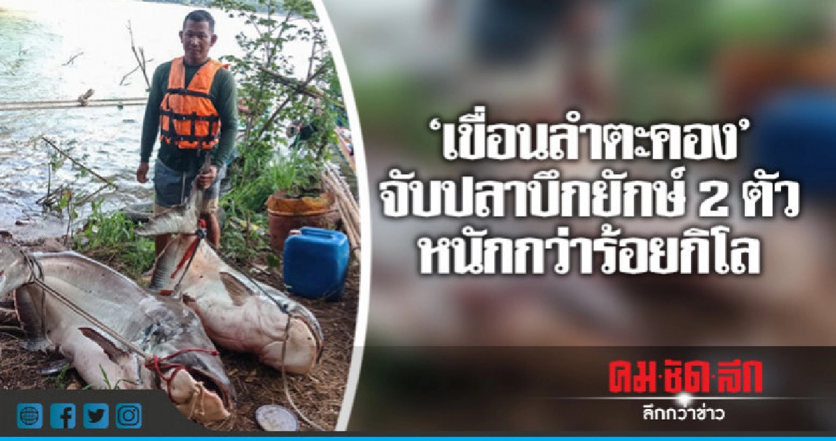 โอ้โห!!  จับปลาบึกยักษ์  2 ตัว หนักกว่าร้อยกิโล