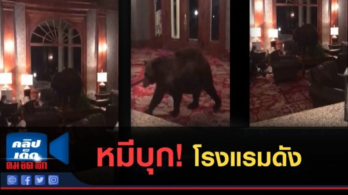 (คลิปข่าว) หมีดำ....บุกโรงแรมดังในสหรัฐ (คลิปข่าว) หมีดำ....บุกโรงแรมดังในสหรัฐ