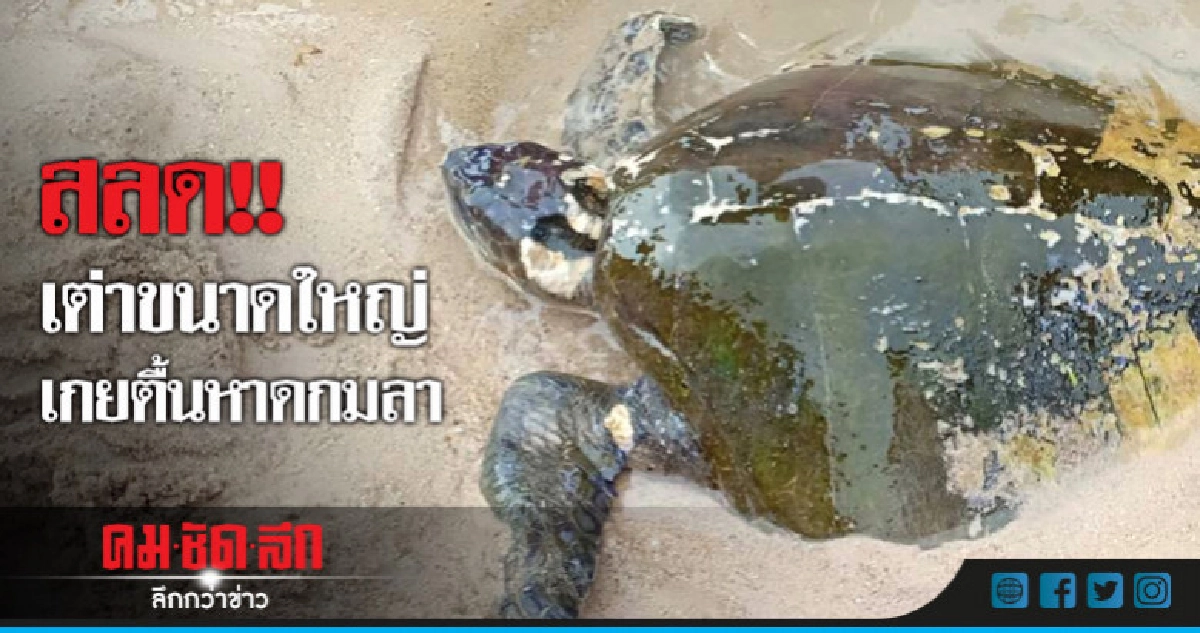 สลด!! เต่าขนาดใหญ่เกยตื้นหาดกมลา