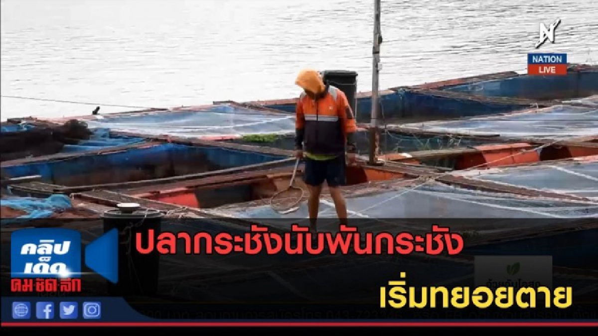 (คลิปข่าว) ปลากระชังนับพันกระชัง ทยอยตาย (คลิปข่าว) ปลากระชังนับพันกระชัง ทยอยตาย