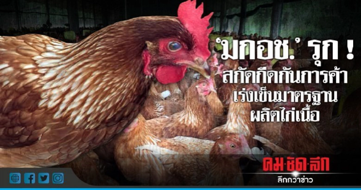 "มกอช."รุกสกัดกีดกันการค้าเร่งเข็นมาตรฐานผลิตไก่เนื้อ "มกอช."รุกสกัดกีดกันการค้าเร่งเข็นมาตรฐานผลิตไก่เนื้อ