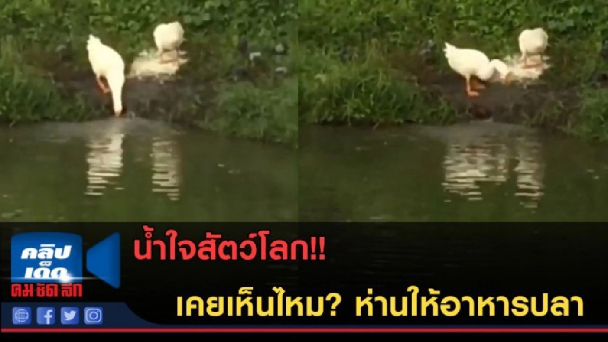 (คลิปข่าว) น้ำใจสัตว์โลก!! เคยเห็นไหม? ห่านให้อาหารปลา (คลิปข่าว) น้ำใจสัตว์โลก!! เคยเห็นไหม? ห่านให้อาหารปลา