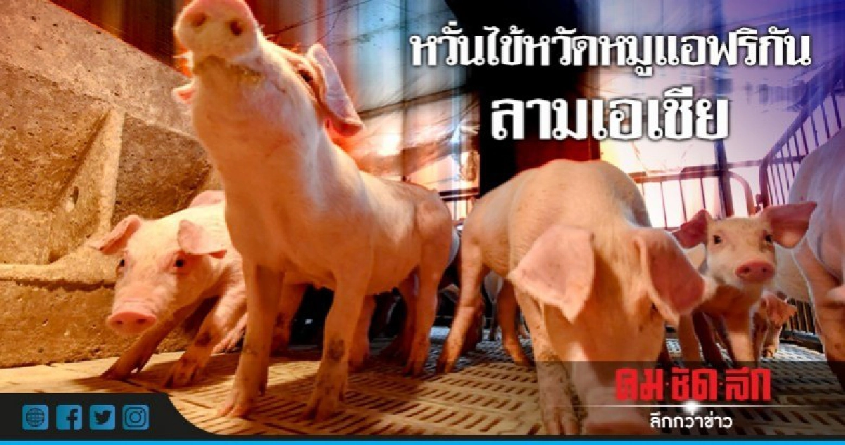 ไข้หวัดหมูแอฟริกันในจีนอาจแพร่ลามเพื่อนบ้านอาเซียน-เกาหลี ไข้หวัดหมูแอฟริกันในจีนอาจแพร่ลามเพื่อนบ้านอาเซียน-เกาหลี