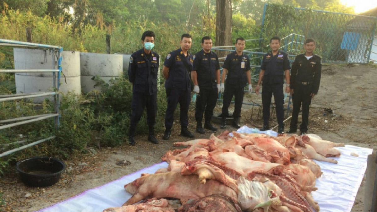 ปศุสัตว์เข้มงวดผู้กระทำความผิดสถานที่เก็บซากโค-กระบือ 