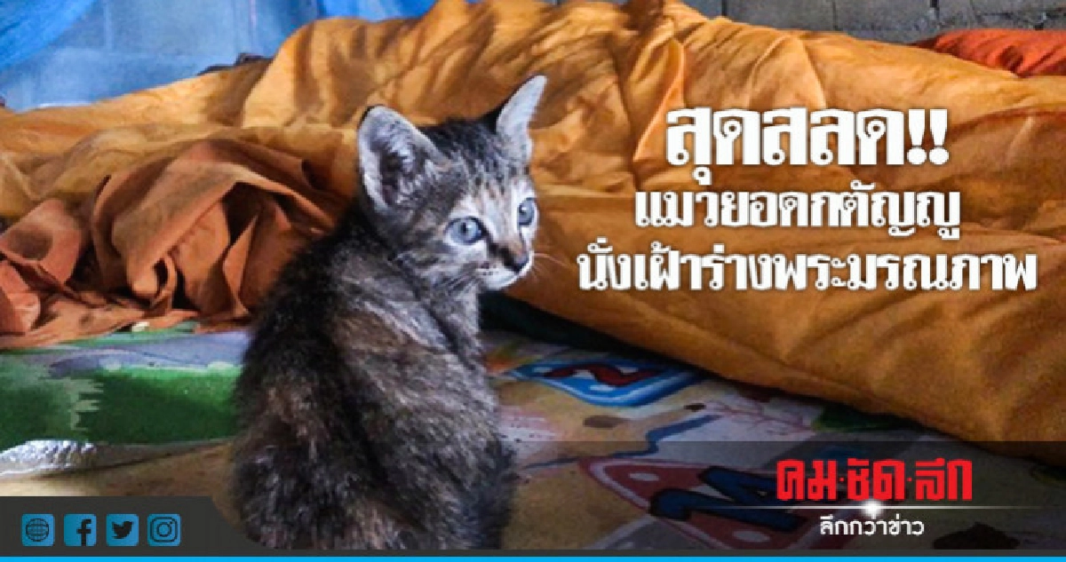 แมวยอดกตัญญู นั่งเฝ้าศพพระมรณภาพในกุฏิ แมวยอดกตัญญู นั่งเฝ้าศพพระมรณภาพในกุฏิ