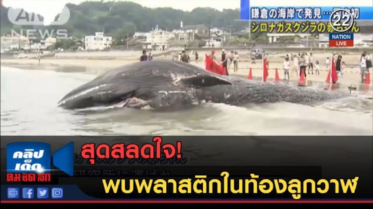 (คลิปข่าว)สุดสลดใจ! พบพลาสติกในท้องลูกวาฬ