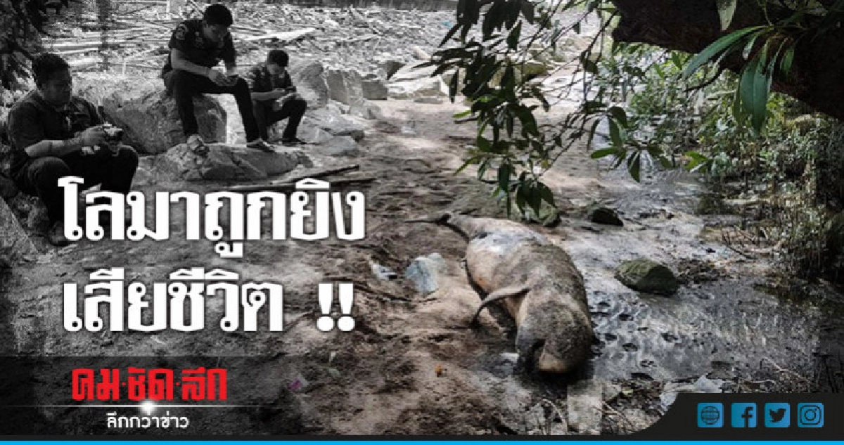 พบซากโลมาถูกยิงเสียชีวิต ลอยติดโขดหิน พบซากโลมาถูกยิงเสียชีวิต ลอยติดโขดหิน