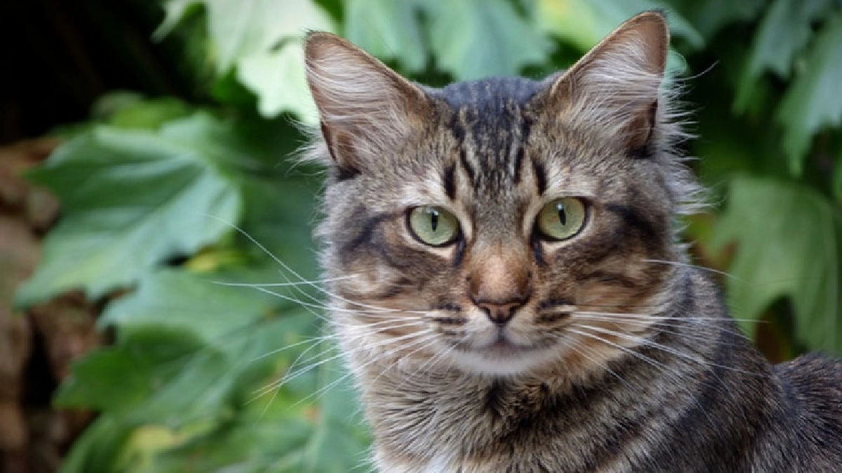 หมู่บ้านนิวซีแลนด์ห้ามเลี้ยงแมวเพื่อปกป้องสัตว์พื้นถิ่น 