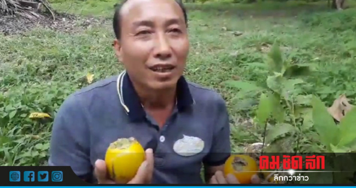ม้งเมืองปานปลูก "พลับ" พืช ศก.ตัวใหม่ ม้งเมืองปานปลูก "พลับ" พืช ศก.ตัวใหม่
