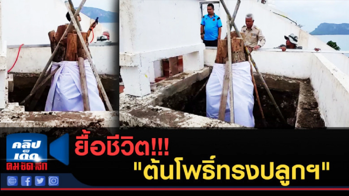(คลิปข่าว) ยื้อชีวิต!!! "ต้นโพธิ์ทรงปลูกฯ "ให้ฟื้นคืนชีพ (คลิปข่าว) ยื้อชีวิต!!! "ต้นโพธิ์ทรงปลูกฯ "ให้ฟื้นคืนชีพ