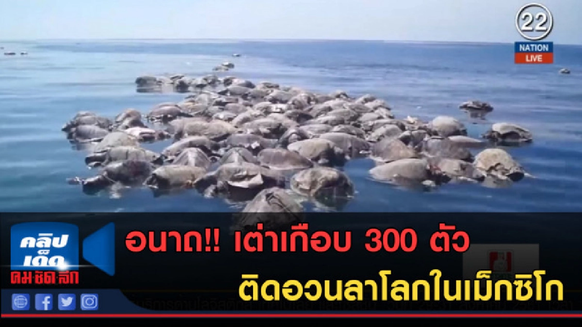 (คลิปข่าว) อนาถ!! เต่าเกือบ 300 ตัว ติดอวนลาโลกในเม็กซิโก