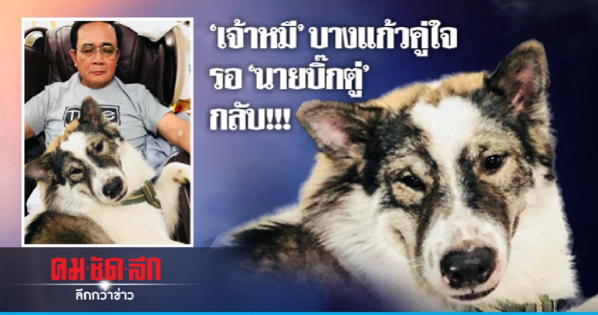"เจ้าหมี"บางแก้วคู่ใจรอ"นายบิ๊กตู่"กลับ!!! "เจ้าหมี"บางแก้วคู่ใจรอ"นายบิ๊กตู่"กลับ!!!