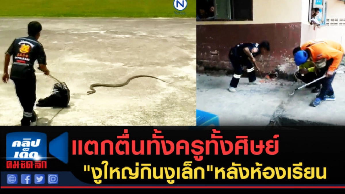 (คลิปข่าว) แตกตื่นทั้งครูทั้งศิษย์ งูกินงู หลังห้องเรียน (คลิปข่าว) แตกตื่นทั้งครูทั้งศิษย์ งูกินงู หลังห้องเรียน