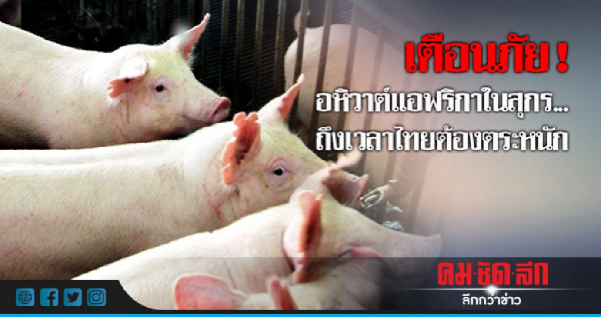 อหิวาต์แอฟริกาในสุกร...ถึงเวลาไทยต้องตระหนัก อหิวาต์แอฟริกาในสุกร...ถึงเวลาไทยต้องตระหนัก