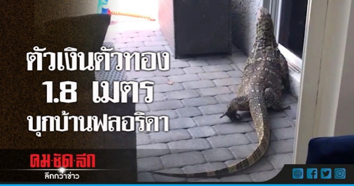  ขวัญกระเจิง!ครอบครัวฟลอริดาเจอตัวเงินตัวทองยักษ์