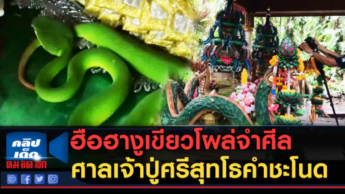 (คลิปข่าว) ฮือฮางูเขียวโผล่จำศีลศาลเจ้าปู่ศรีสุทโธคำชะโนด (คลิปข่าว) ฮือฮางูเขียวโผล่จำศีลศาลเจ้าปู่ศรีสุทโธคำชะโนด