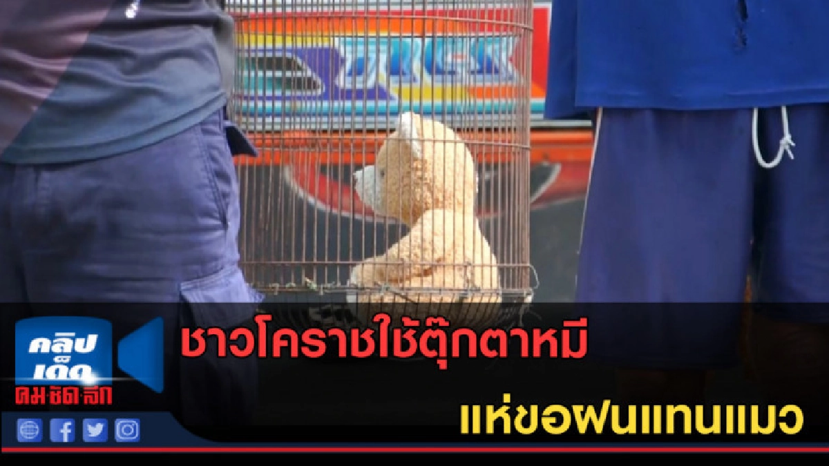 (คลิปข่าว) ชาวโคราชใช้ตุ๊กตาหมี แห่ขอฝนแทนแมว (คลิปข่าว) ชาวโคราชใช้ตุ๊กตาหมี แห่ขอฝนแทนแมว