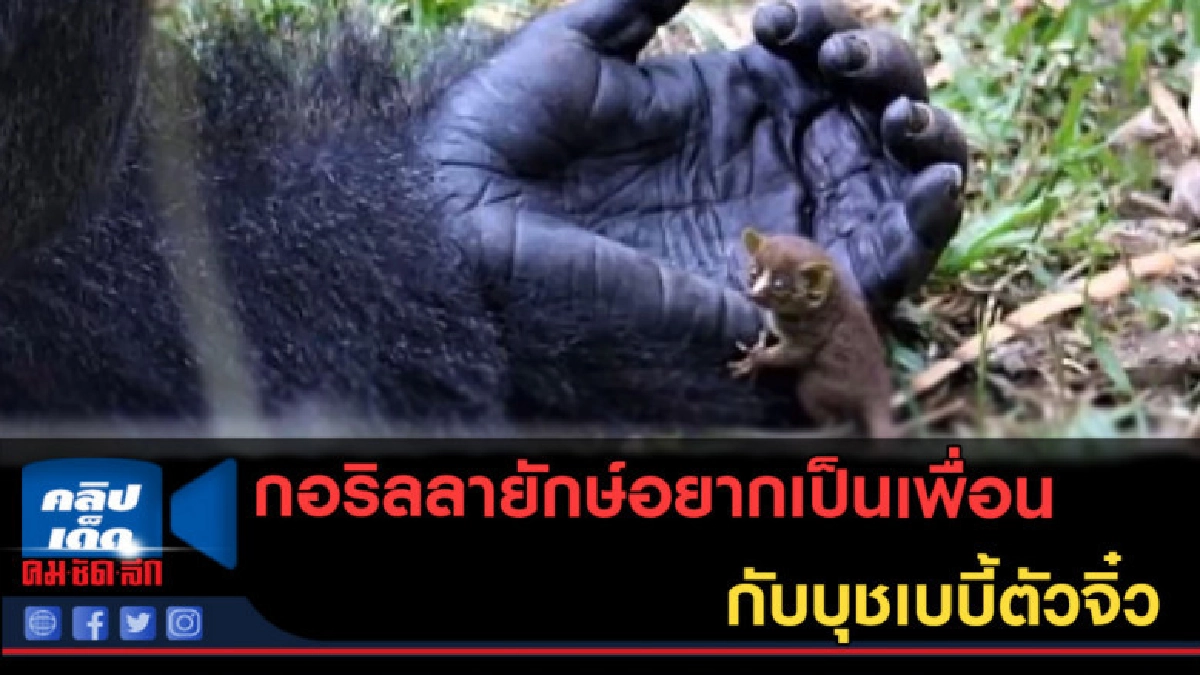 (คลิปข่าว) กอริลลายักษ์อยากเป็นเพื่อนกับบุชเบบี้ตัวจิ๋ว
