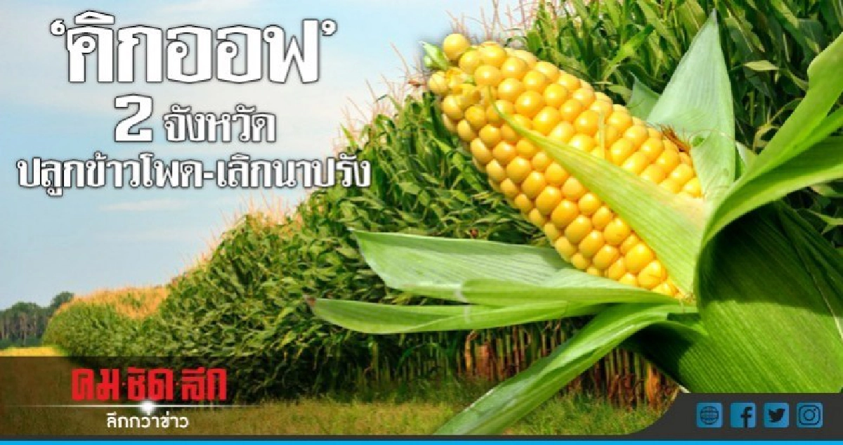 "คิกออฟ" 2 จังหวัดปลูกข้าวโพดเลี้ยงสัตว์-เลิกทำนาปรังรอบ 2 "คิกออฟ" 2 จังหวัดปลูกข้าวโพดเลี้ยงสัตว์-เลิกทำนาปรังรอบ 2