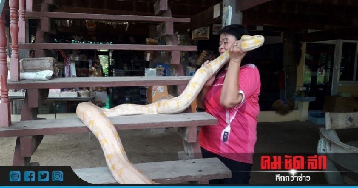 เลี้ยงงูหลามสีทองเหมือนลูกนอนด้วยกัน-อาบน้ำทุกวัน เลี้ยงงูหลามสีทองเหมือนลูกนอนด้วยกัน-อาบน้ำทุกวัน