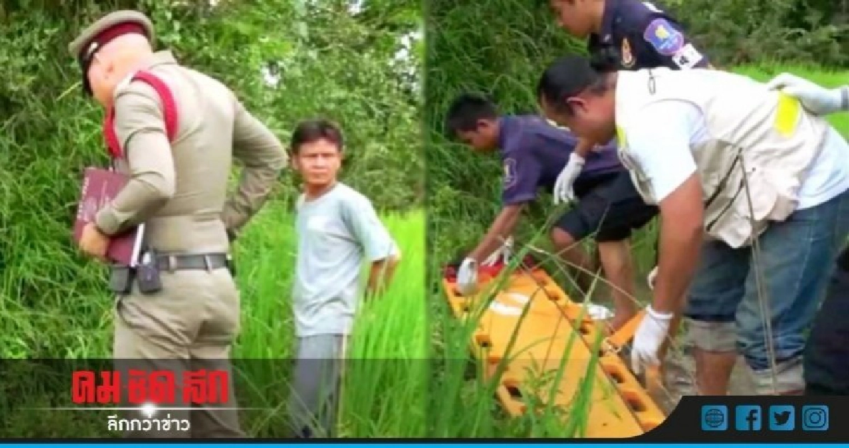 ถูกงูฉกหน้าผากตายกลางทุ่งนา ถูกงูฉกหน้าผากตายกลางทุ่งนา