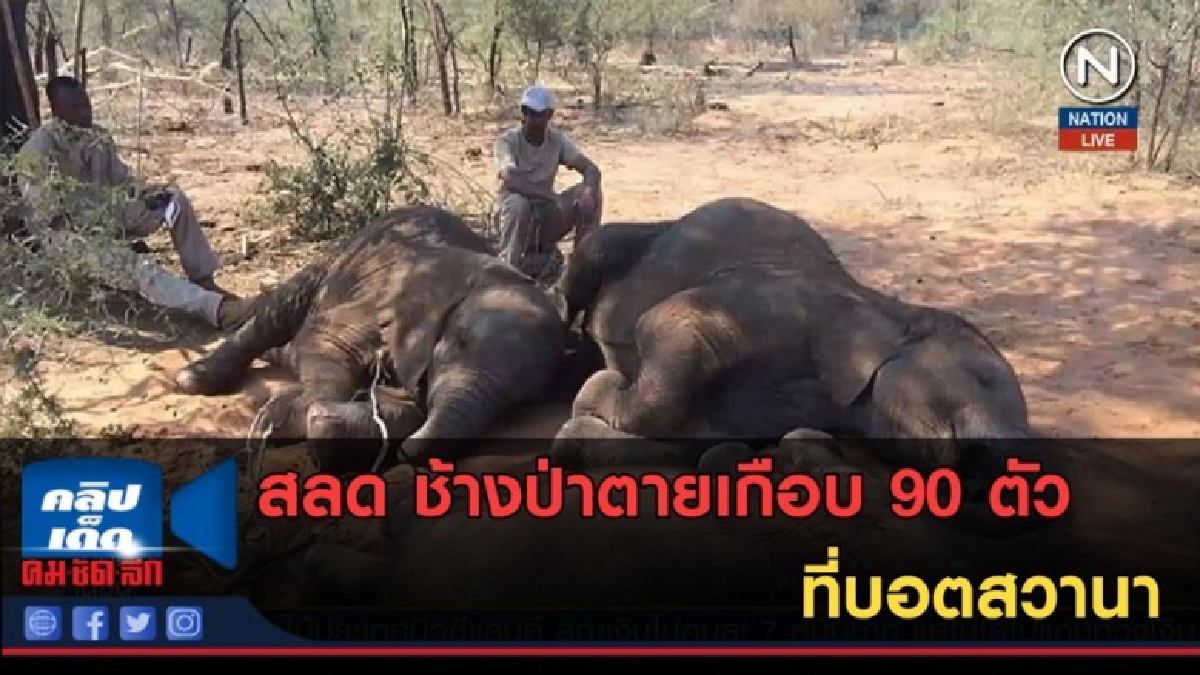 (คลิปข่าว) สลด ช้างป่าตายเกือบ 90 ตัว ที่บอตสวานา (คลิปข่าว) สลด ช้างป่าตายเกือบ 90 ตัว ที่บอตสวานา
