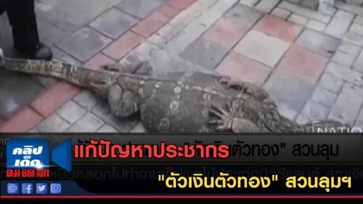 (คลิปข่าว) แก้ปัญหาประชากร "ตัวเงินตัวทอง" สวนลุมฯ (คลิปข่าว) แก้ปัญหาประชากร "ตัวเงินตัวทอง" สวนลุมฯ