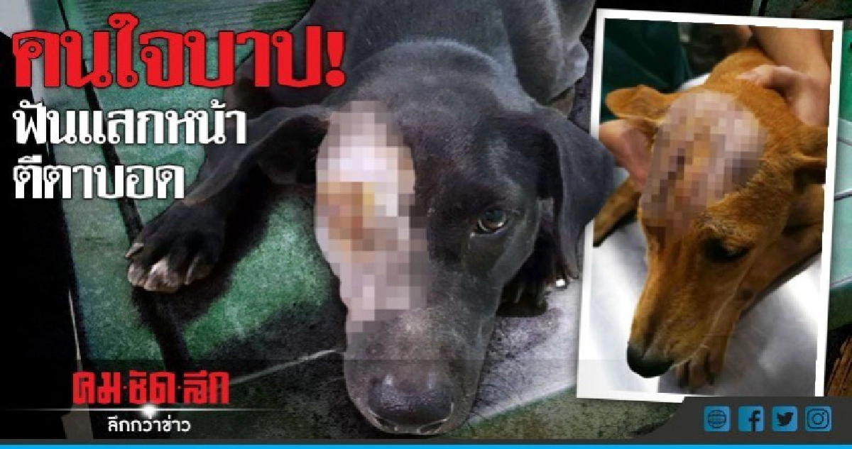 คนใจบาป! ฟันแสกหน้า-ตีตาบอด 'น้องหมา' คนใจบาป! ฟันแสกหน้า-ตีตาบอด 'น้องหมา'