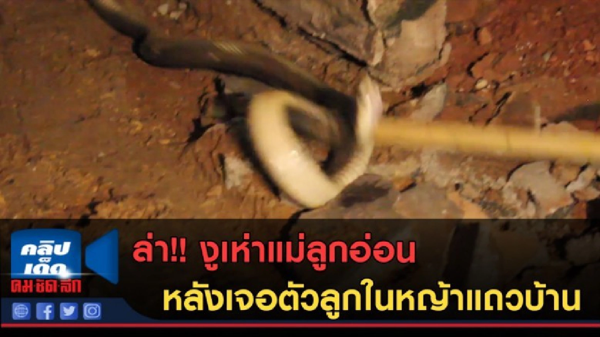 (คลิปข่าว) ล่า!! งูเห่าแม่ลูกอ่อน หลังเจอตัวลูกในหญ้าแถวบ้าน (คลิปข่าว) ล่า!! งูเห่าแม่ลูกอ่อน หลังเจอตัวลูกในหญ้าแถวบ้าน