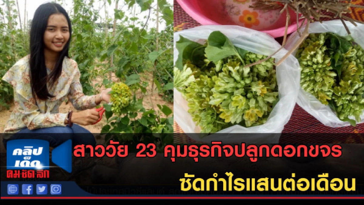 (คลิปข่าว) สาววัย 23 คุมธุรกิจปลูกดอกขจร ซัดกำไรแสนต่อเดือน