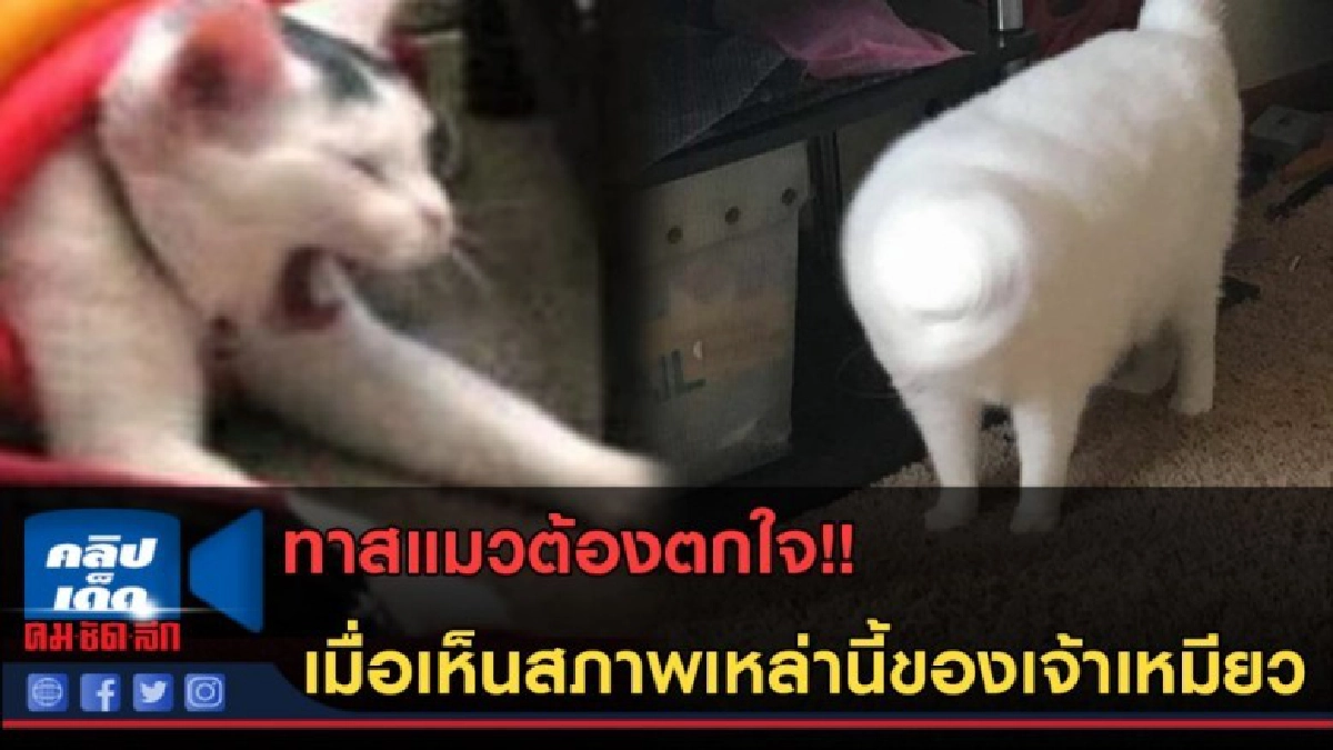 (คลิปข่าว) ทาสแมวต้องตกใจ เมื่อเห็นสภาพเหล่านี้ของเจ้าเหมียว (คลิปข่าว) ทาสแมวต้องตกใจ เมื่อเห็นสภาพเหล่านี้ของเจ้าเหมียว