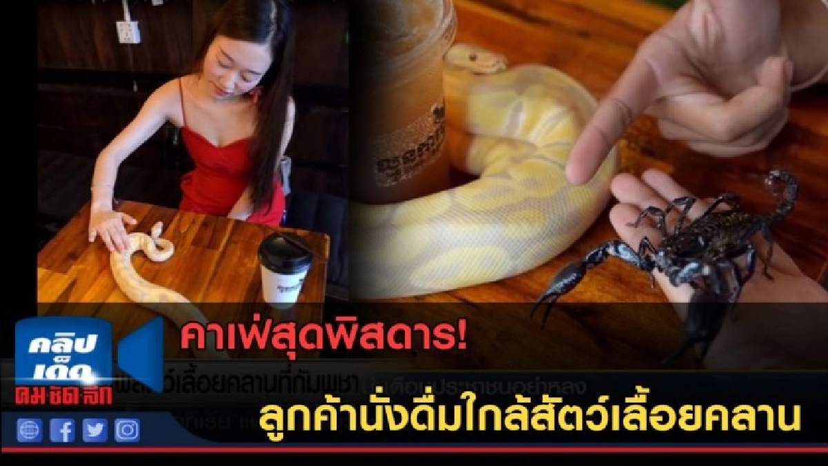 (คลิปข่าว) คาเฟ่สุดพิสดาร! ลูกค้านั่งดื่มใกล้สัตว์เลื้อยคลาน (คลิปข่าว) คาเฟ่สุดพิสดาร! ลูกค้านั่งดื่มใกล้สัตว์เลื้อยคลาน