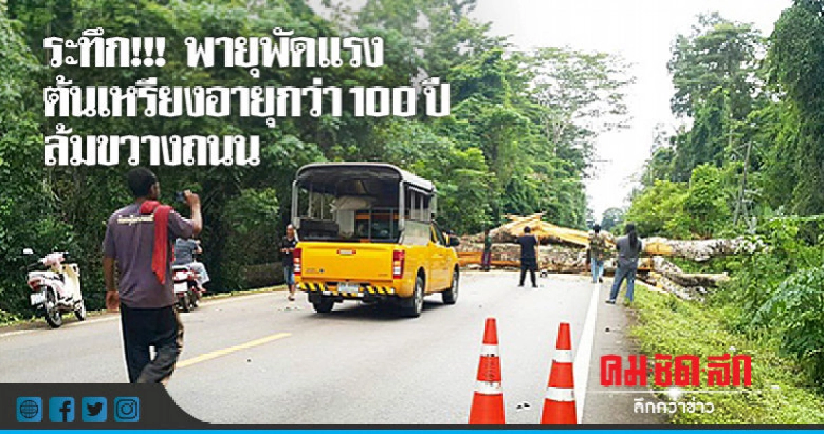 ระทึก !!! พายุซัดต้นเหรียงยักษ์กว่า100 ปีล้มขวางถนน ระทึก !!! พายุซัดต้นเหรียงยักษ์กว่า100 ปีล้มขวางถนน
