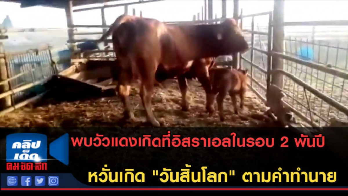(คลิปข่าว) พบวัวแดงเกิดในรอบ 2 พันปี หวั่นเกิด "วันสิ้นโลก" 
