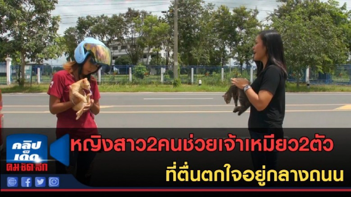 (คลิปข่าว)หญิงสาว2คนช่วยเจ้าเหมียว2ตัวที่ตื่นตกใจอยู่กลางถนน (คลิปข่าว)หญิงสาว2คนช่วยเจ้าเหมียว2ตัวที่ตื่นตกใจอยู่กลางถนน