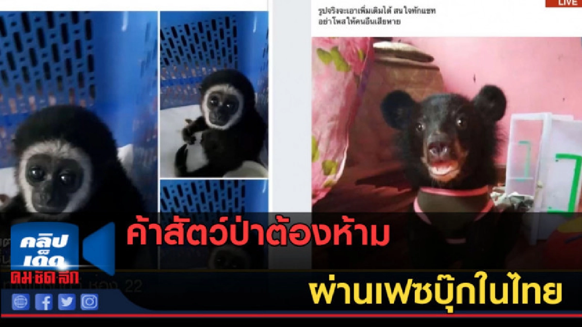 (คลิปข่าว) ค้าสัตว์ป่าต้องห้าม ผ่านเฟซบุ๊กในไทย (คลิปข่าว) ค้าสัตว์ป่าต้องห้าม ผ่านเฟซบุ๊กในไทย