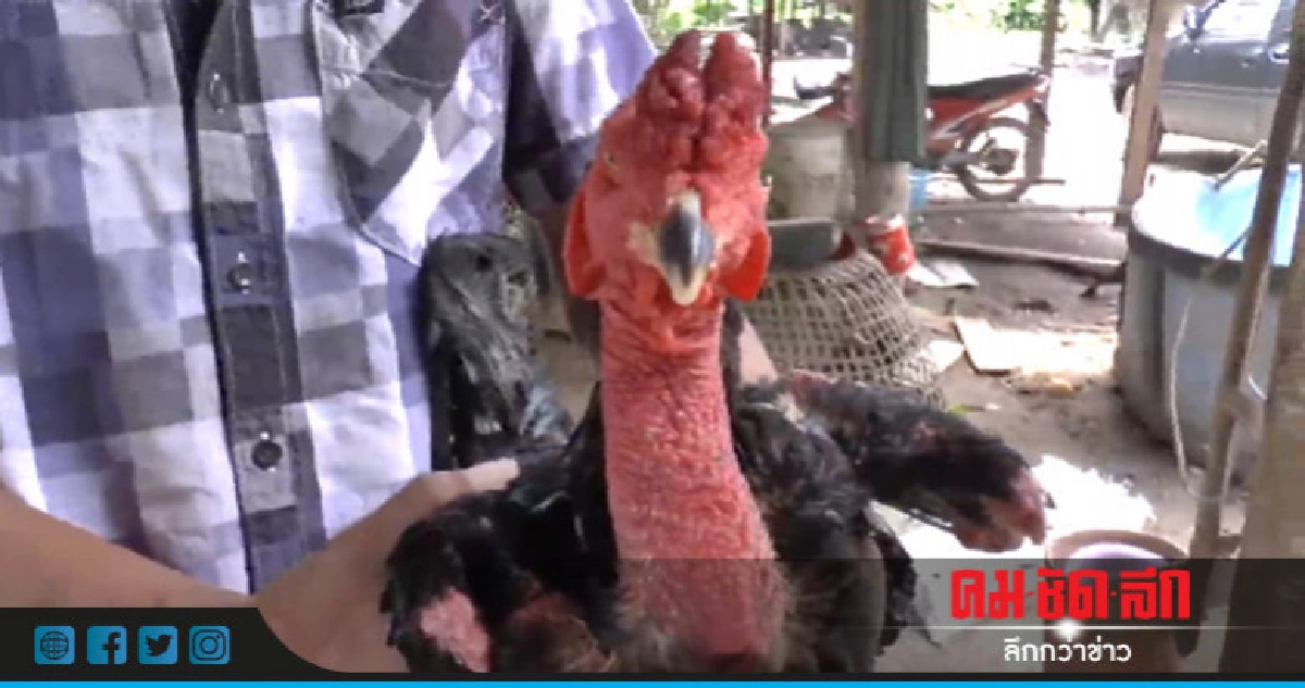 ไก่ชน 2 หงอน - พ่อพันธุ์ชั้นเลิศ ไก่ชน 2 หงอน - พ่อพันธุ์ชั้นเลิศ