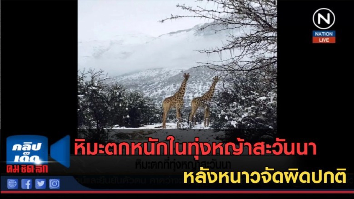 (คลิปข่าว) หิมะตกหนักในทุ่งหญ้าสะวันนา หลังหนาวจัดผิดปกติ (คลิปข่าว) หิมะตกหนักในทุ่งหญ้าสะวันนา หลังหนาวจัดผิดปกติ