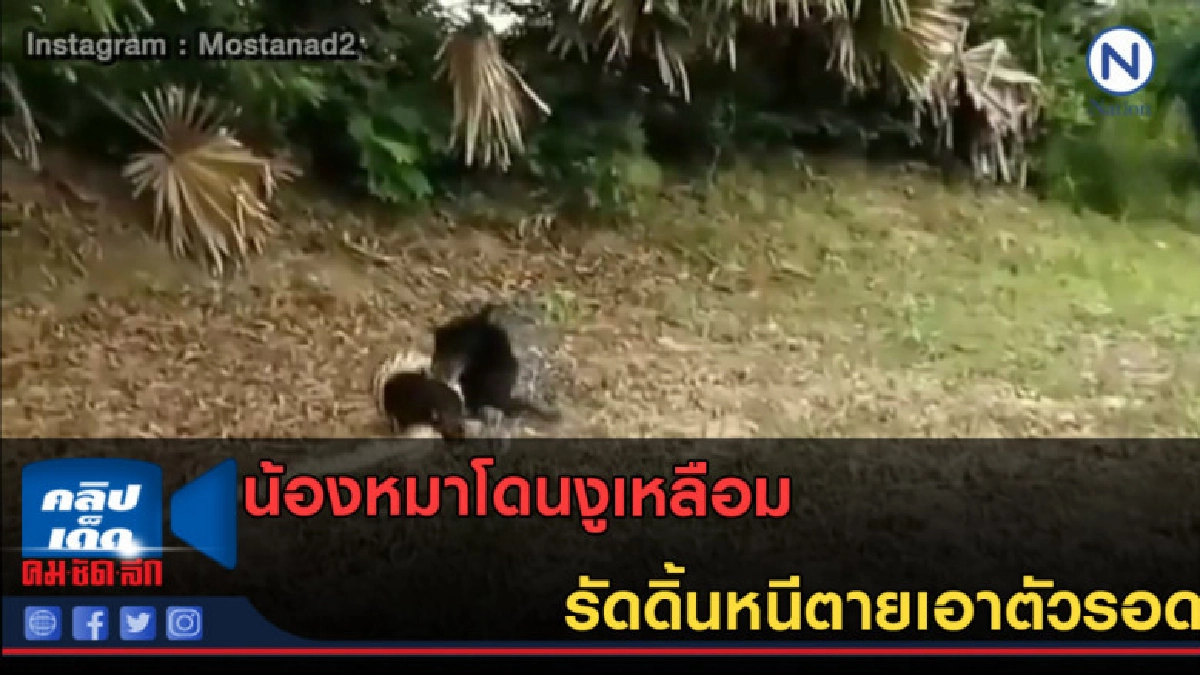 (คลิปข่าว) น้องหมาโดนงูเหลือมรัดดิ้นหนีตายเอาตัวรอด (คลิปข่าว) น้องหมาโดนงูเหลือมรัดดิ้นหนีตายเอาตัวรอด