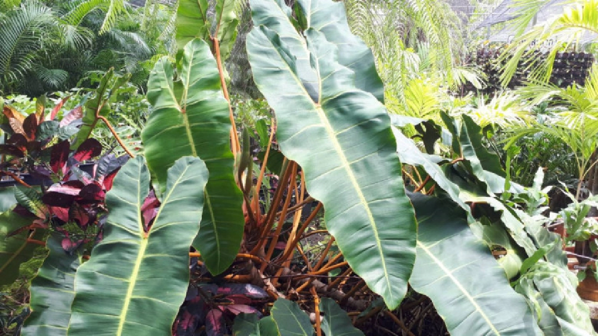 "ฟิโลเดนดรอน"สุดยอดไม้ใบไม่เคยเสื่อมคลาย ตอน1 "ฟิโลเดนดรอน"สุดยอดไม้ใบไม่เคยเสื่อมคลาย ตอน1