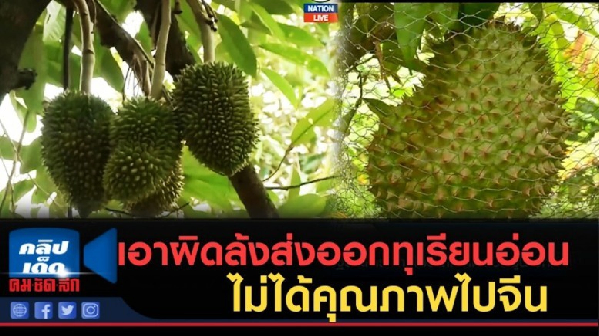 (คลิปข่าว) พาณิชย์เอาผิดล้งส่งออกทุเรียน ไม่ได้คุณภาพไปจีน (คลิปข่าว) พาณิชย์เอาผิดล้งส่งออกทุเรียน ไม่ได้คุณภาพไปจีน