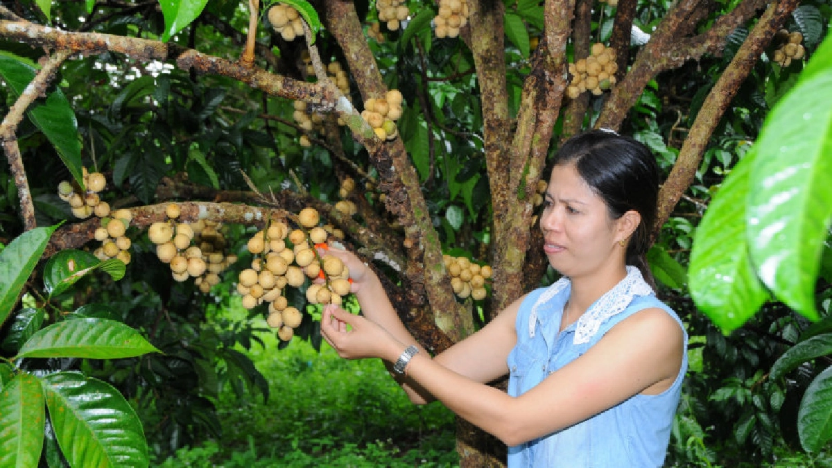 กรมส่งเสริมการเกษตรแนะเกษตรกรตัดแต่งช่อลองกองป้องกันโรคระบาด
