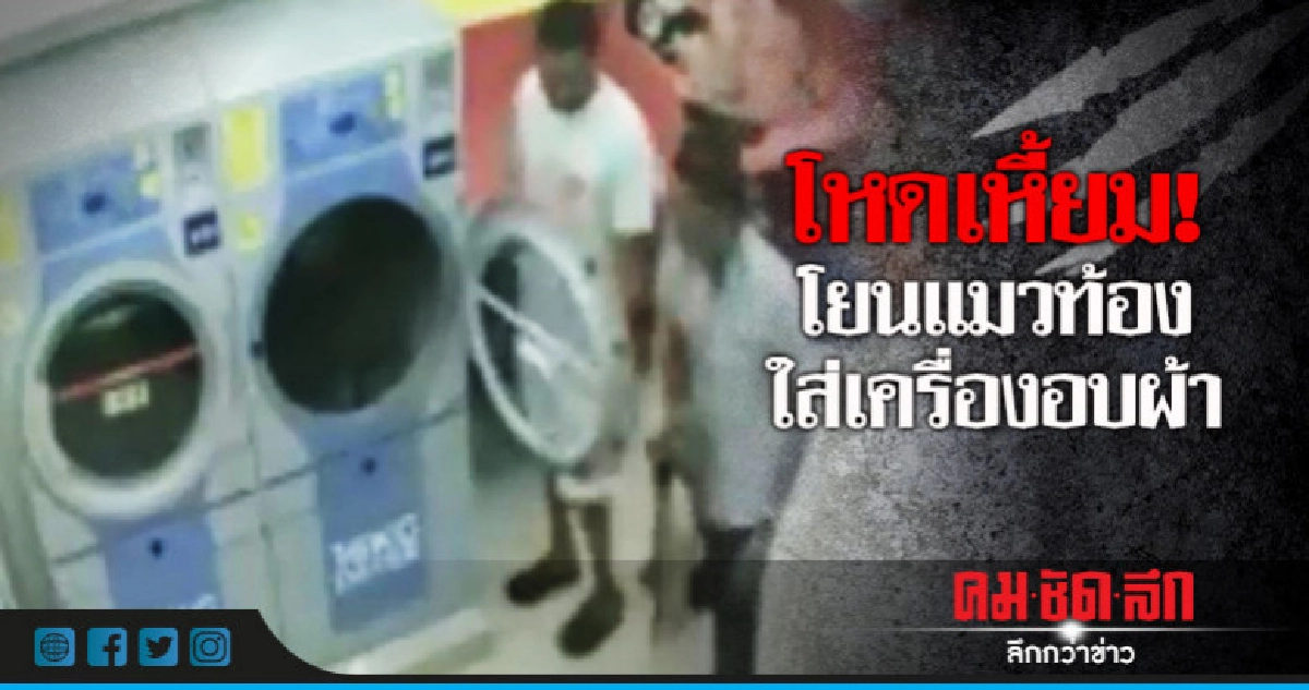  ตร.มาเลเซียรวบมือจับแมวจรจัดเข้าเครื่องอบผ้า 