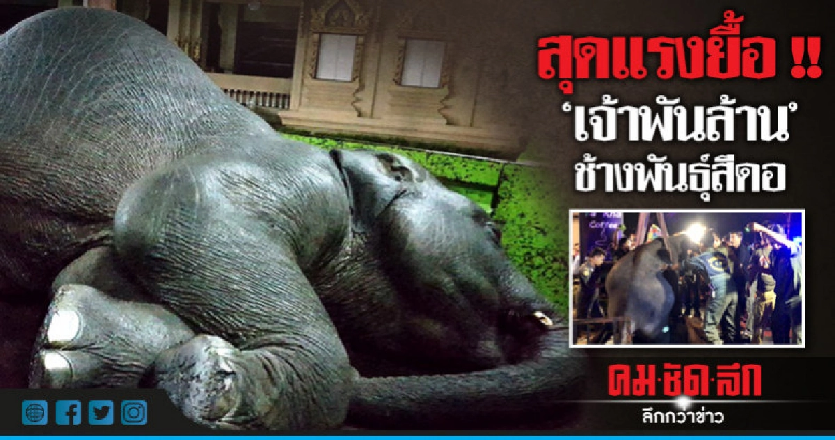 สุดแรงยื้อ !! "เจ้าพันล้าน" ช้างพันธุ์สีดอ สุดแรงยื้อ !! "เจ้าพันล้าน" ช้างพันธุ์สีดอ